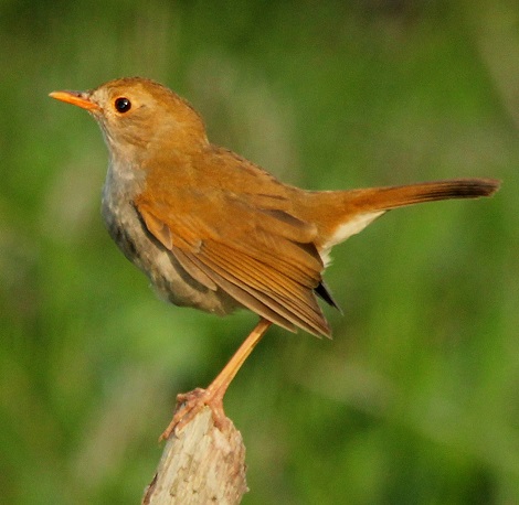 Mexican Birding | Tours