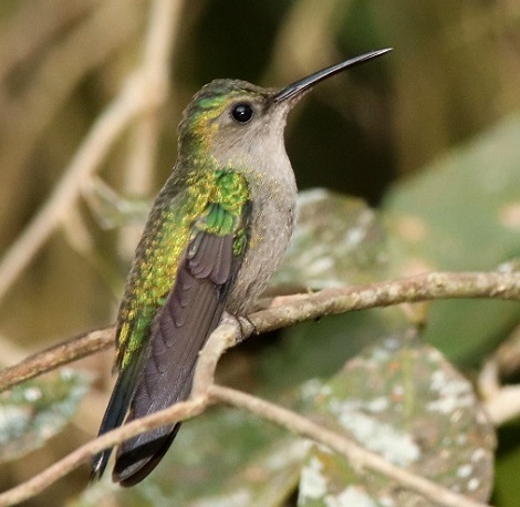 Mexican Birding | Tours