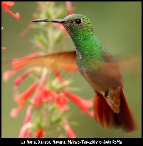 Mexican Birding | Birds Of Western Mexico