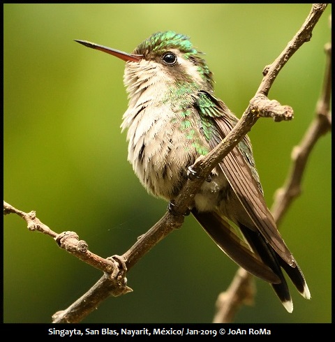 Mexican Birding | Birds Of Western Mexico