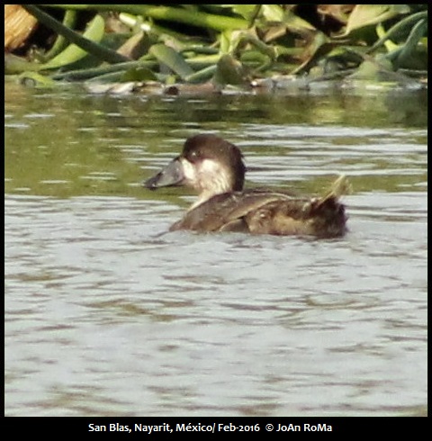 Mexican Birding | Birds Of Western Mexico