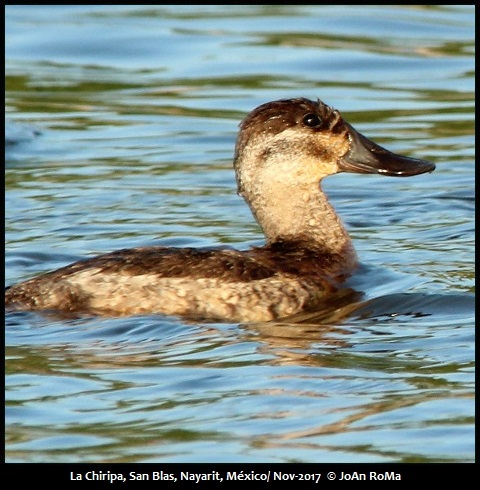 Mexican Birding | Birds Of Western Mexico