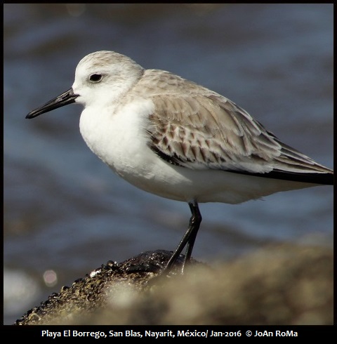 Mexican Birding | Birds Of Western Mexico