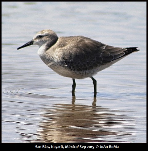 Mexican Birding | Birds Of Western Mexico