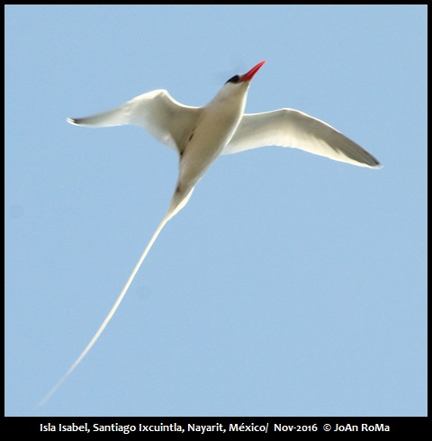 Mexican Birding | Birds Of Western Mexico