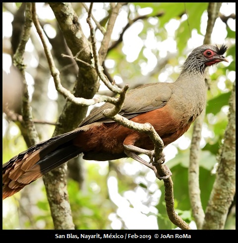 Mexican Birding | Birds Of Western Mexico