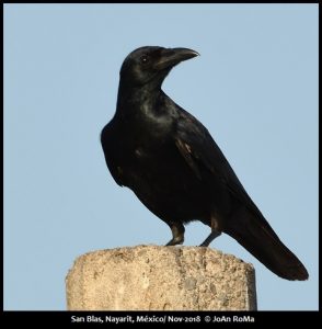 Birds of Western Mexico - Mexican Birding