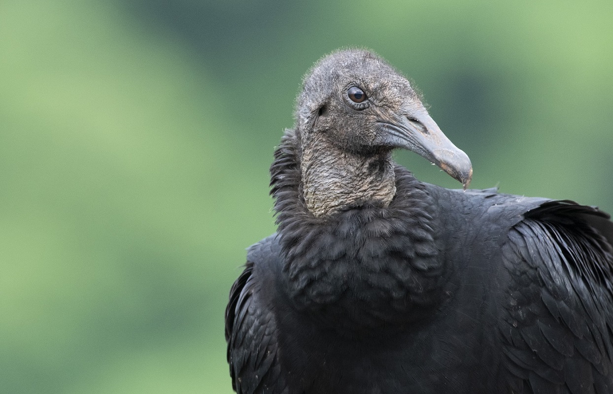 Black Vulture - Zopilote Común (Coragyps atratus) - Mexican Birding