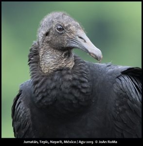 Birds of Western Mexico - Mexican Birding