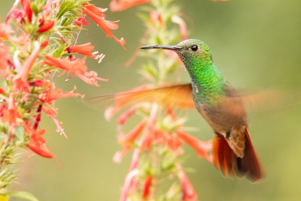 Berylline Hummingbird - Mexican Birding