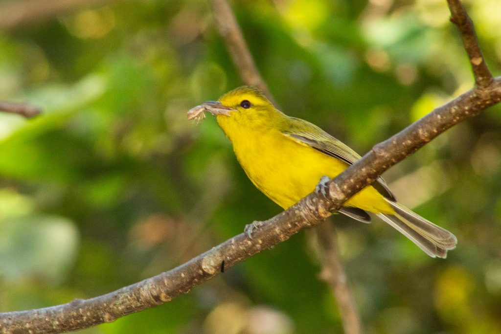 Golden Vireo - Mexican Birding