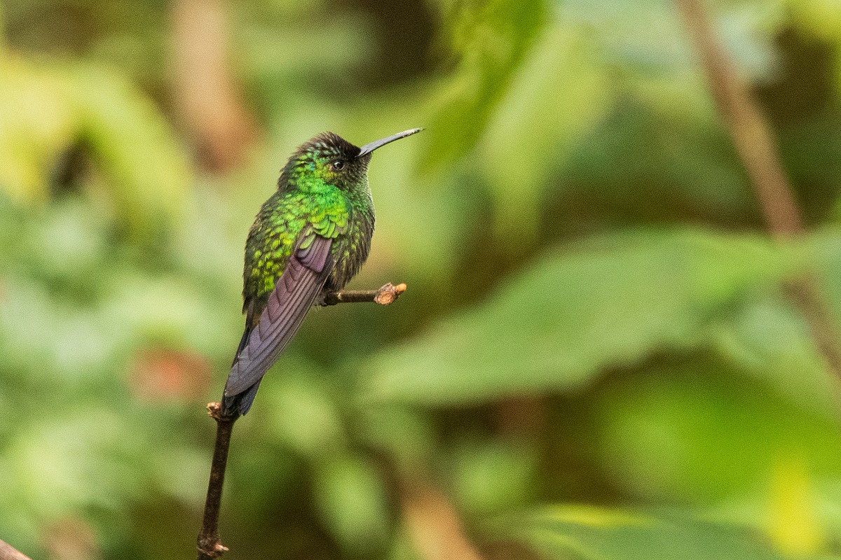 Mexican Woodnymph - Ninfa Mexicana(Thalurania ridgwayi) - Mexican Birding