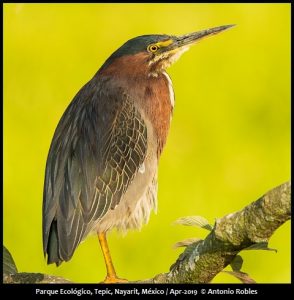 Birds of Western Mexico - Mexican Birding