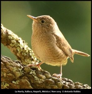 Birds of Western Mexico - Mexican Birding