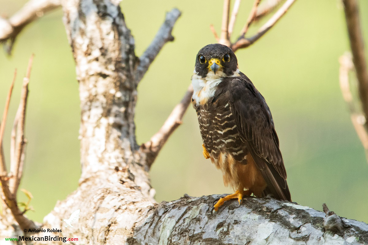 Bat Falcon - Halcón Murcielaguero (Falco rufigularis) - Mexican Birding