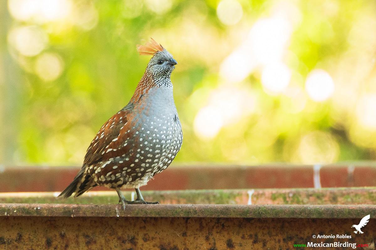 Elegant Quail - Mexican Birding