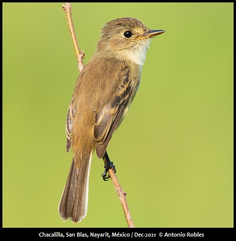 Mexican Birding | Tours