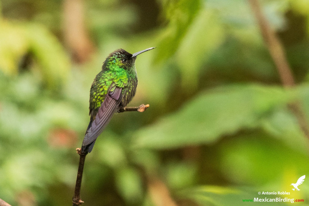 Mexican Woodnymph - Mexican Birding