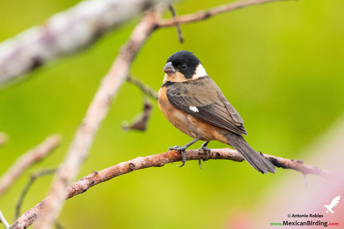 Cinnamon-rumped Seedeater - Mexican Birding