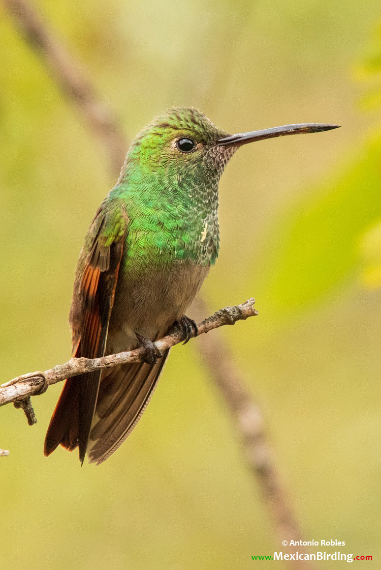 berylline hummingbird