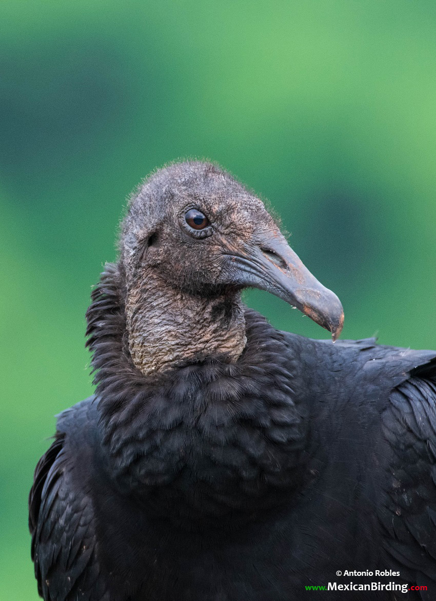 Black Vulture - Mexican Birding