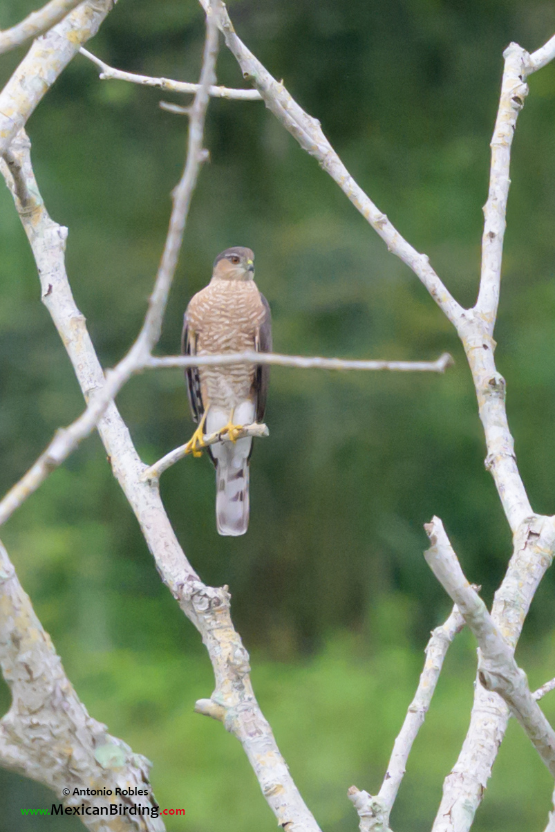 Sharp-shinned Hawk - Gavilán Pecho Canela (Accipiter striatus ...