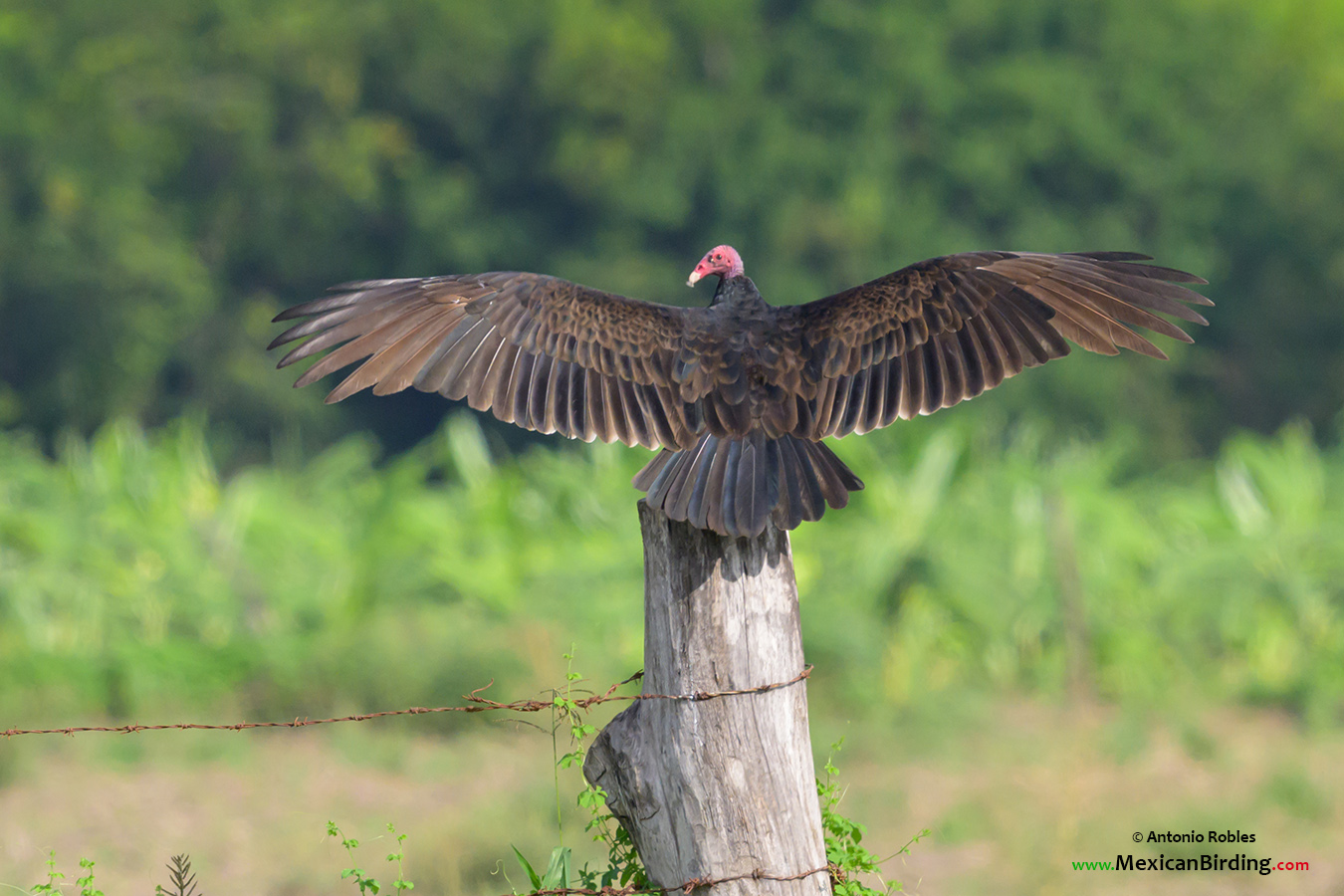 Turkey Vulture - Zopilote Aura (Cathartes aura) - Mexican Birding