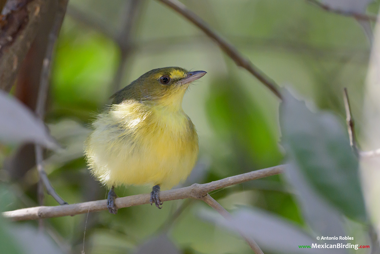 Mangrove Vireo - Vireo Manglero (Vireo pallens) - Mexican Birding