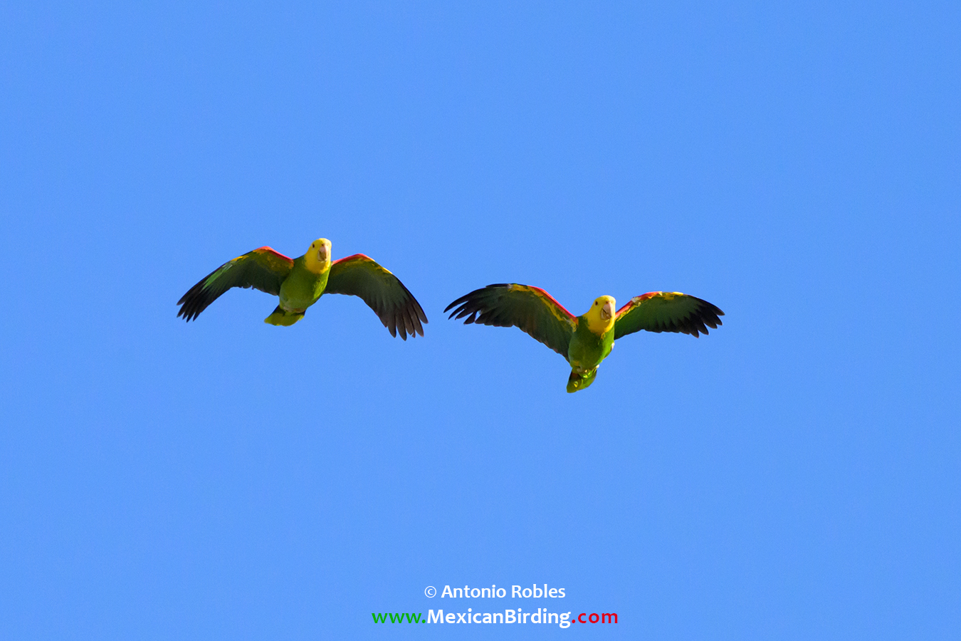 Yellow-headed Parrot - Loro Cabeza Amarilla (Amazona oratrix) - Mexican ...