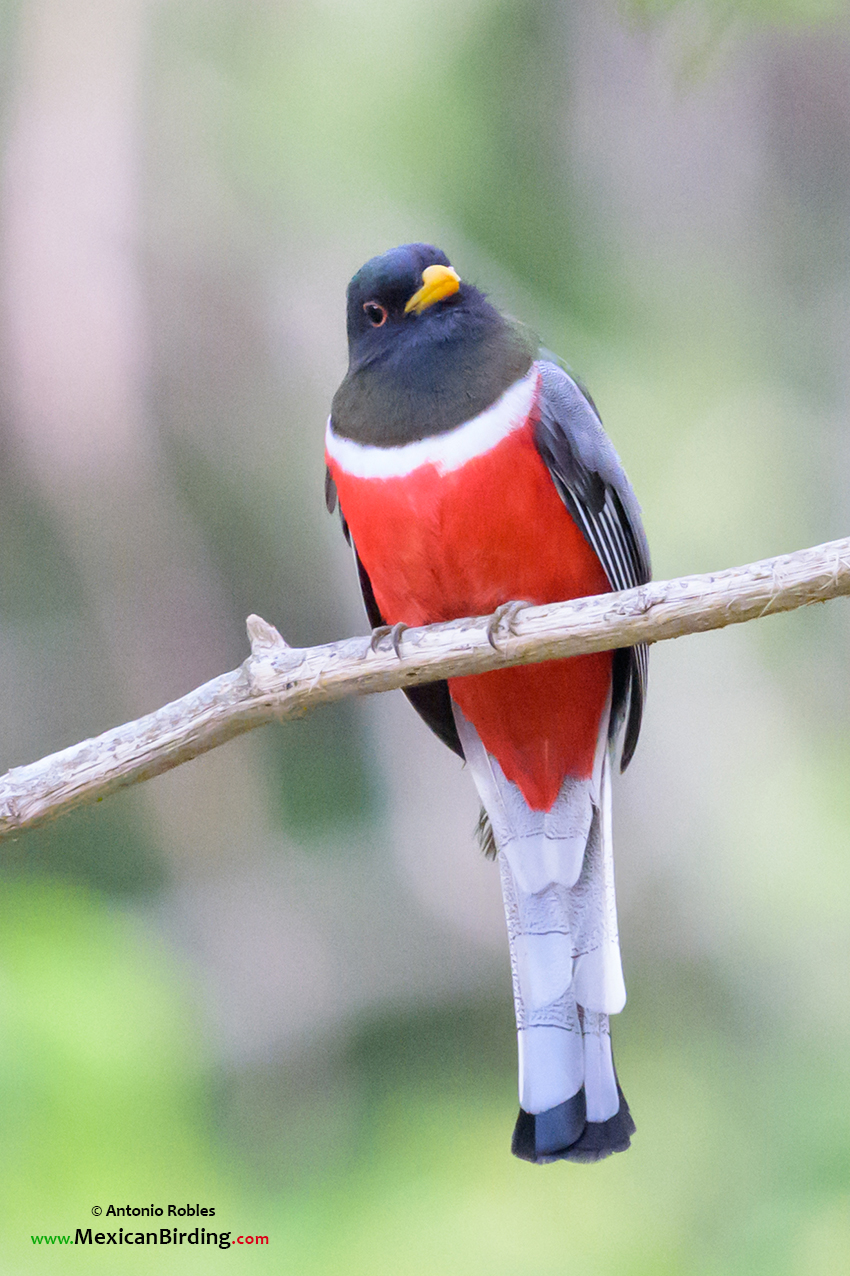 Elegant Trogon - Coa Elegante (Trogon elegans) - Mexican Birding