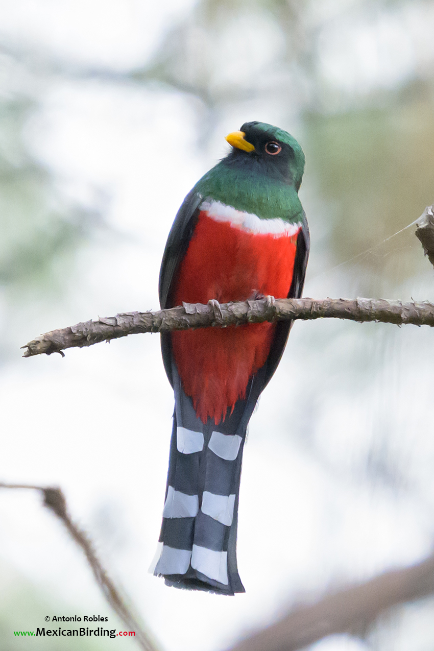 Mountain Trogon - Coa Mexicana (Trogon mexicanus) - Mexican Birding