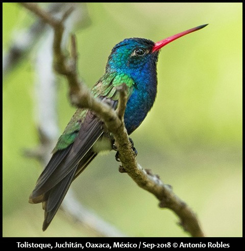 Turquoise-crowned Hummingbird