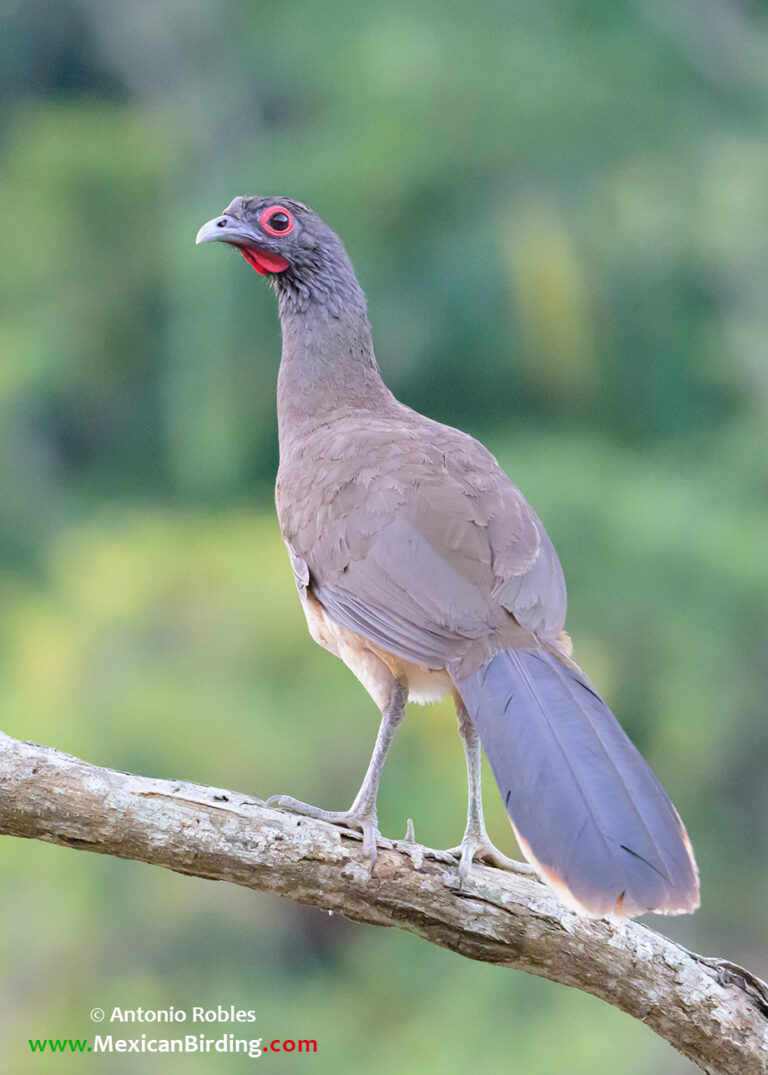 West Mexican Chachalaca